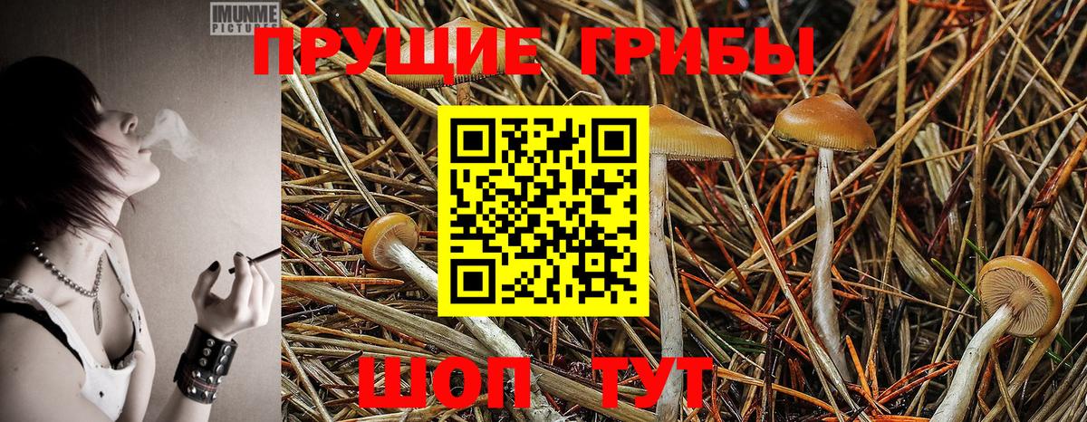 Крымск  Галлюциногенные грибы Psilocybine cubensis  наркота  Вход с VPN 